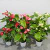 Anthurium Pink