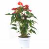 Anthurium Red