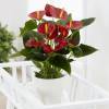 Anthurium Red