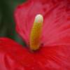 Anthurium Red