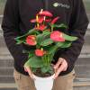 Anthurium Red