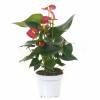 Anthurium Red