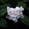 Gardenia jasminoides, Cape jasmine