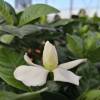 Gardenia jasminoides, Cape jasmine