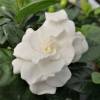 Gardenia jasminoides, Cape jasmine