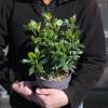 Gardenia jasminoides, Cape jasmine