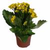 Kalanchoe Yellow flowered