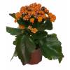 Kalanchoe Orange flowered