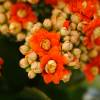 Kalanchoe Orange flowered