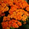 Kalanchoe Orange flowered