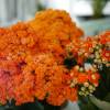 Kalanchoe Orange flowered