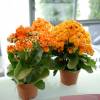 Kalanchoe Orange flowered