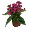 Kalanchoe Pink flowered