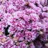 Kalanchoe Pink flowered