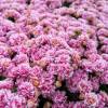 Kalanchoe Pink flowered