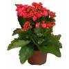 Kalanchoe Red flowered