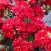 Kalanchoe Red flowered
