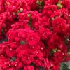 Kalanchoe Red flowered