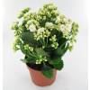 Kalanchoe White flowered