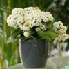 Kalanchoe White flowered