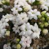 Kalanchoe White flowered