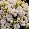 Kalanchoe White flowered