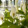 Spathiphyllum, Moon flower