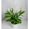 Spathiphyllum, Moon flower