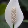 Spathiphyllum, Moon flower