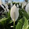 Spathiphyllum, Moon flower