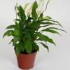 Spathiphyllum, Moon flower