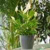 Spathiphyllum, Moon flower