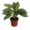 Chinese Evergreen