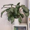 Chinese Evergreen