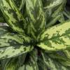 Chinese Evergreen