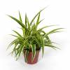 Spider plant