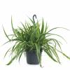 Spider plant