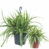 Spider plant