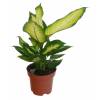 Dumb Cane