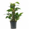 Pothos, Scindapsus