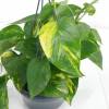 Pothos, Scindapsus