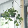 Pothos, Scindapsus