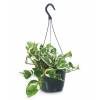 Pothos, Scindapsus