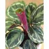 Calathea, green foliage