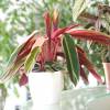 Calathea, lanceolate foliage