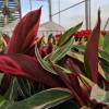 Calathea, lanceolate foliage