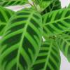 Calathea, zebra foliage