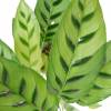 Calathea, zebra foliage