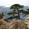 Pine, Corsican