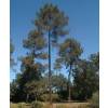 Pine, maritime